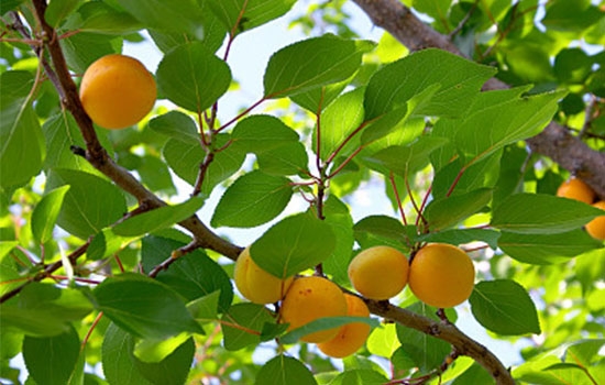 立夏吃個(gè)杏，到老沒(méi)有病